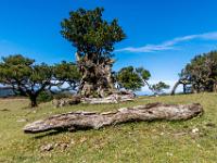 Toter Baumstammteil vor aufgespaltenem Lorbeerbaum - Fanal Hochebene
